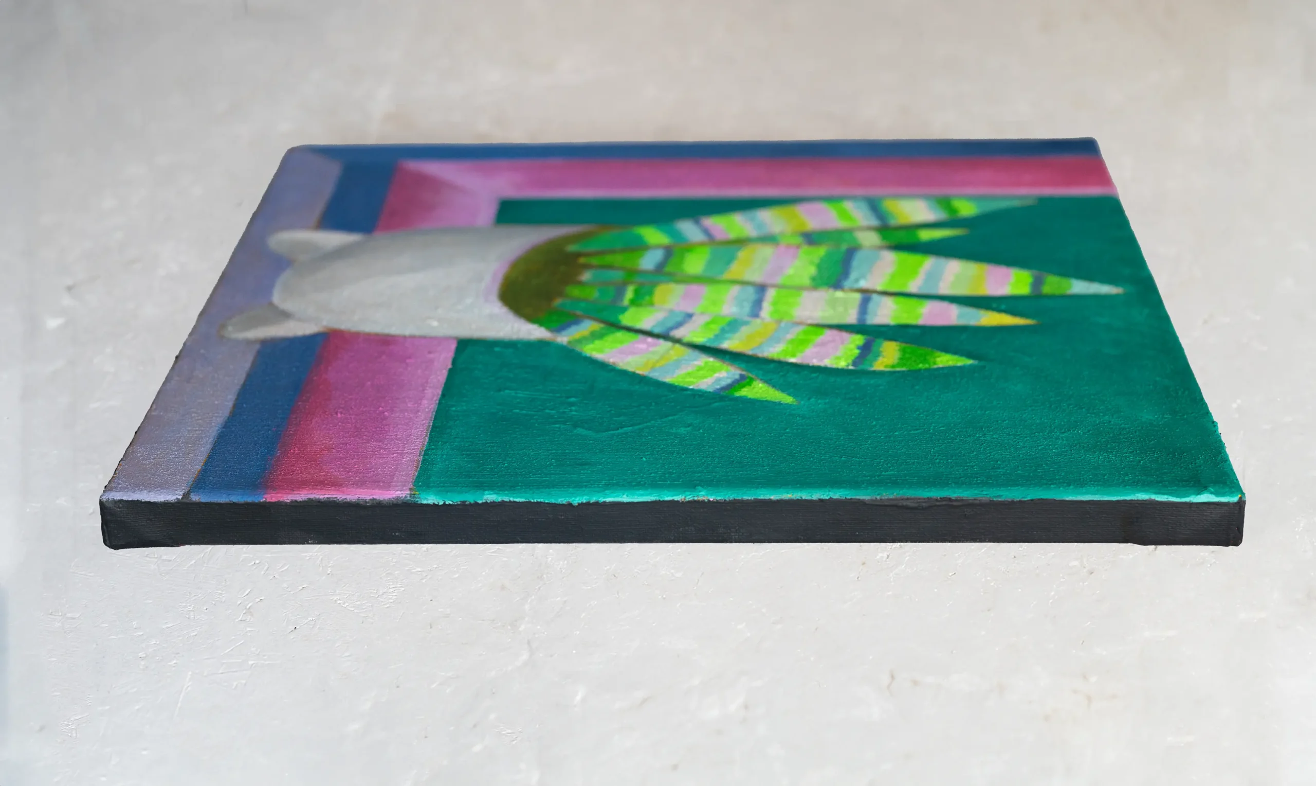 Sansevieria mit rosafarbenem Fenster