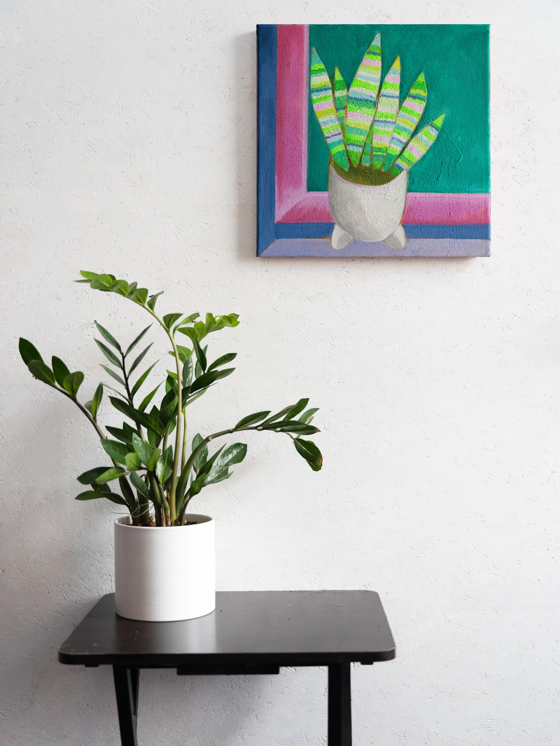 Sansevieria mit rosafarbenem Fenster