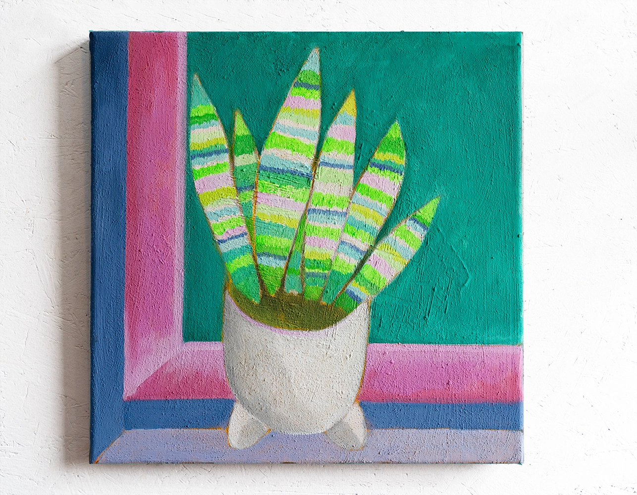 Sansevieria mit rosafarbenem Fenster