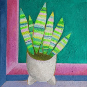 Sansevieria mit rosafarbenem Fenster