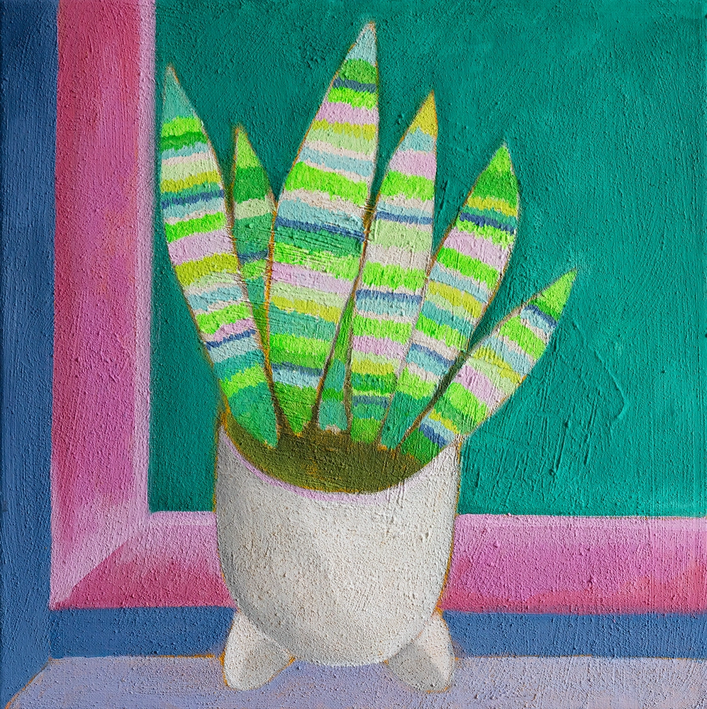 Sansevieria mit rosafarbenem Fenster