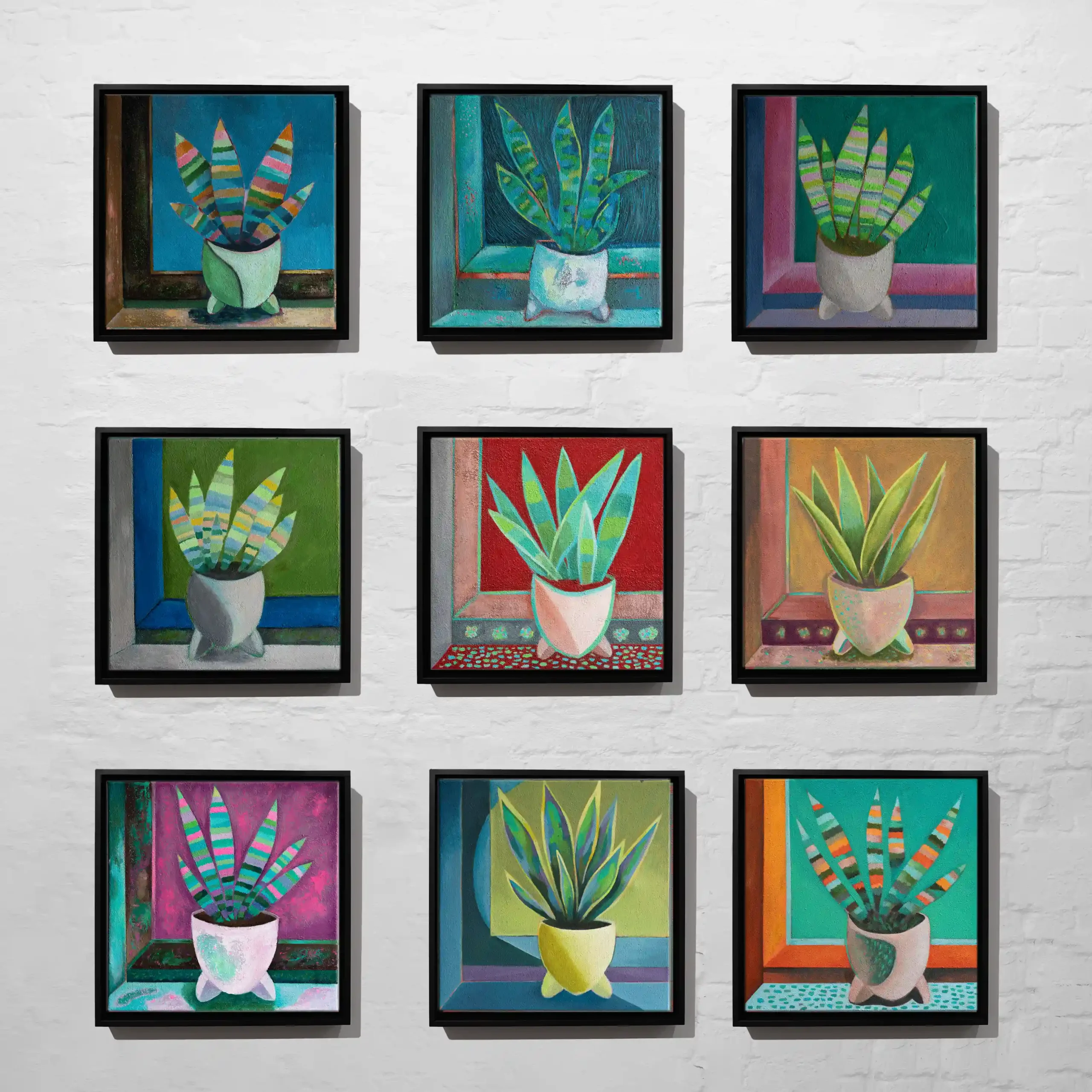 Sansevieria Komplettserie 9 Stück