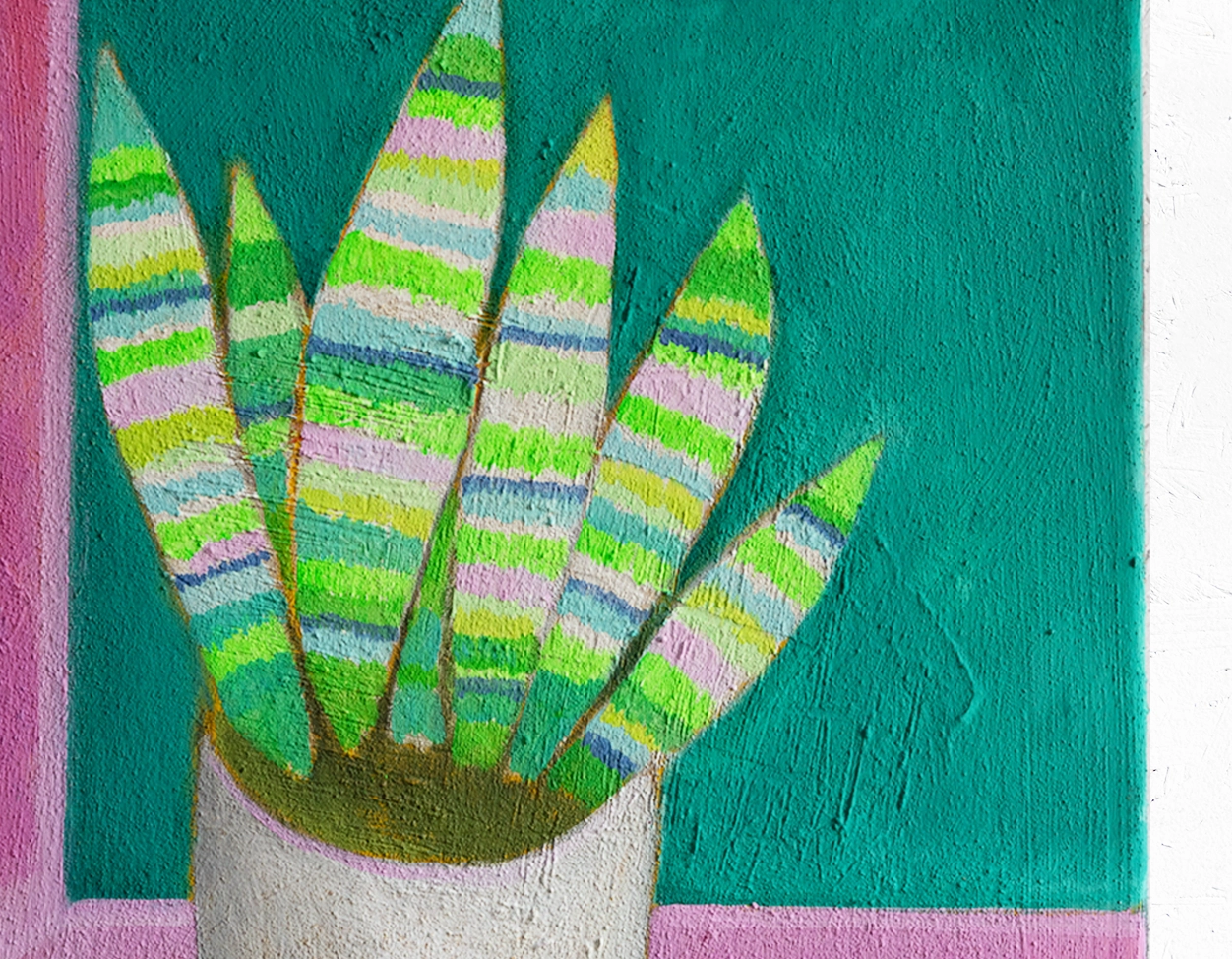 Sansevieria mit rosafarbenem Fenster